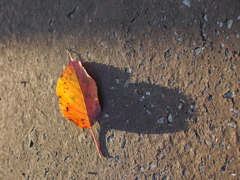 斜陽