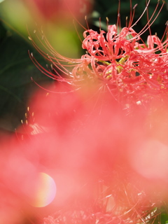 曼珠沙華