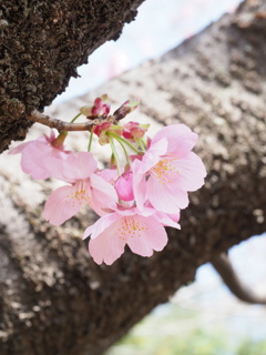 花開く