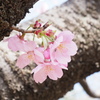 花開く