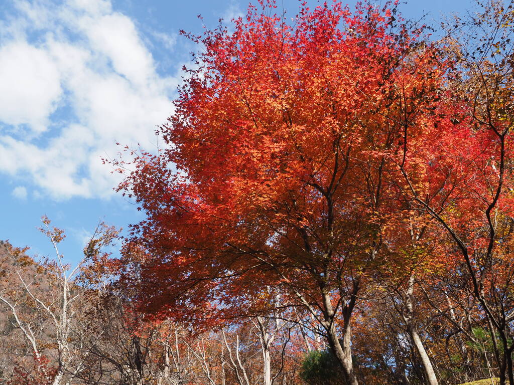 間に合った紅葉