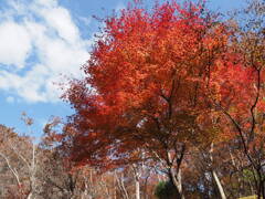 間に合った紅葉