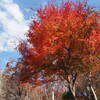 間に合った紅葉