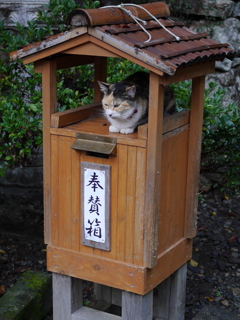 雨宿り猫