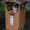 雨宿り猫