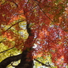 太平山の紅葉　2021_11_26