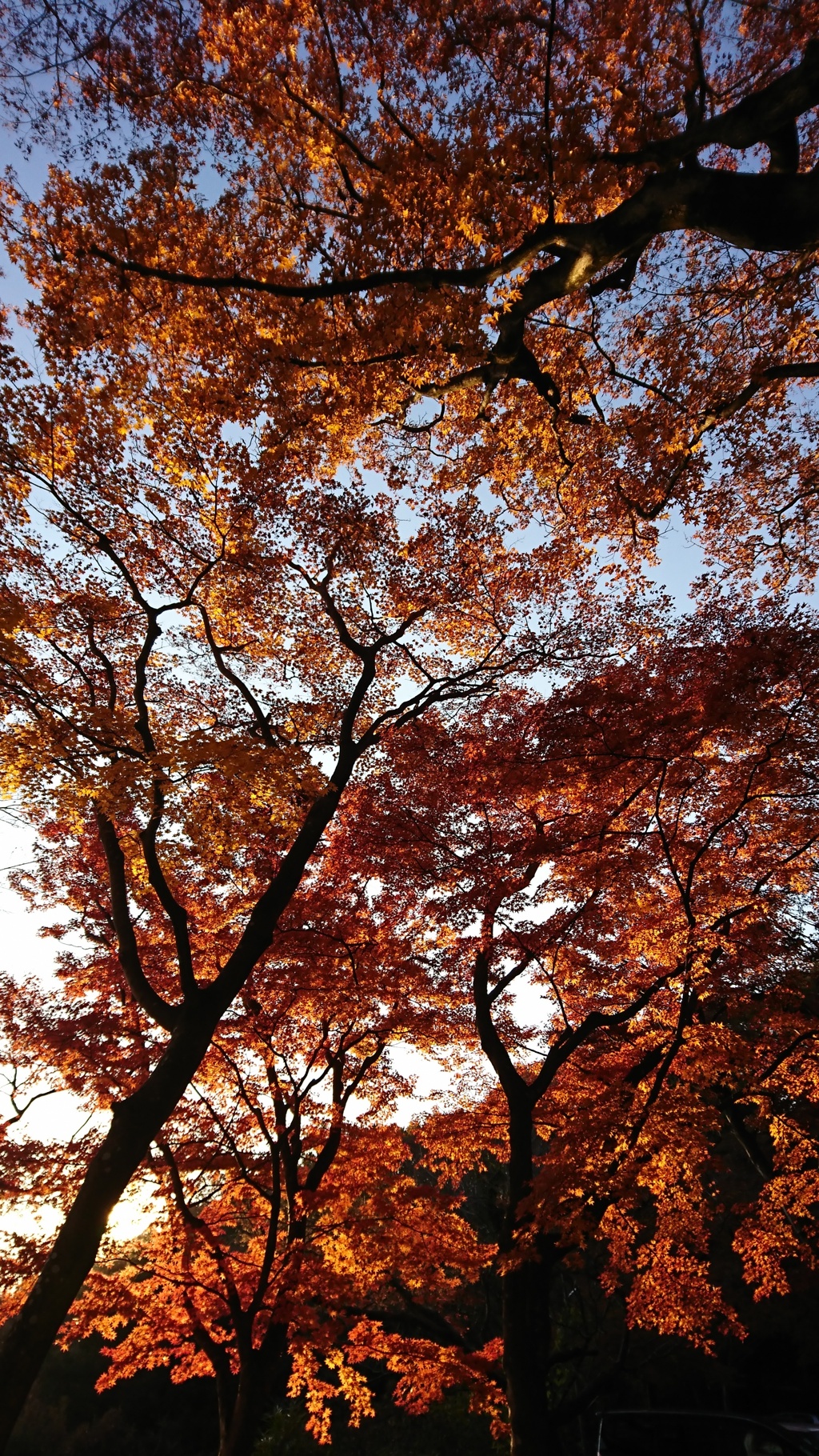 太平山の秋２
