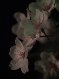 夜静かに咲く