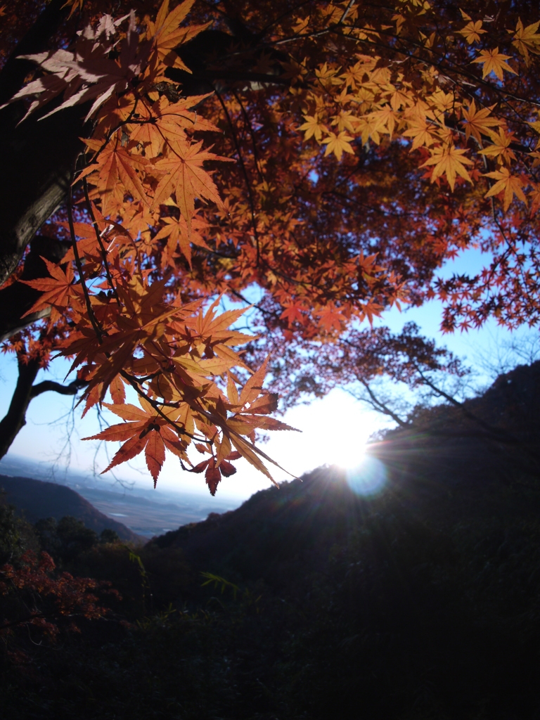 太平山の秋
