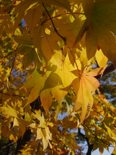 太平山の紅葉　2021_11_26