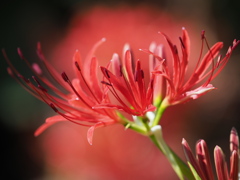 曼珠沙華