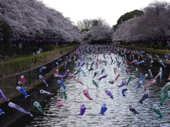 空を泳ぐ