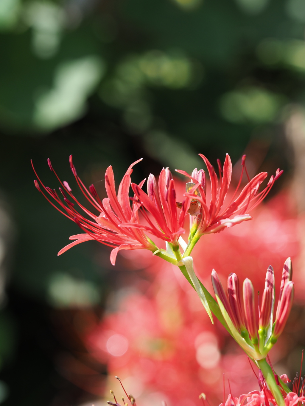 曼珠沙華