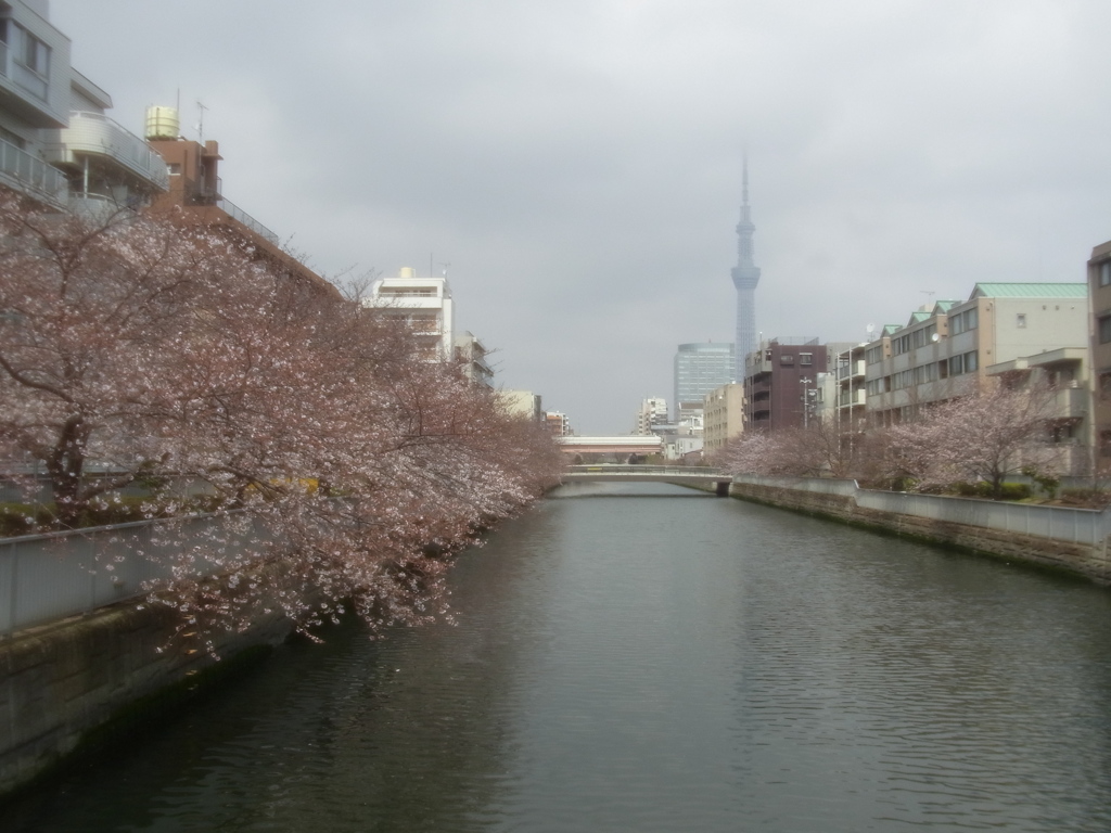 桜と東京スカイツリー