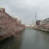 桜と東京スカイツリー