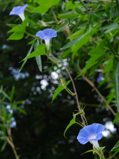 遅れてきた朝顔３