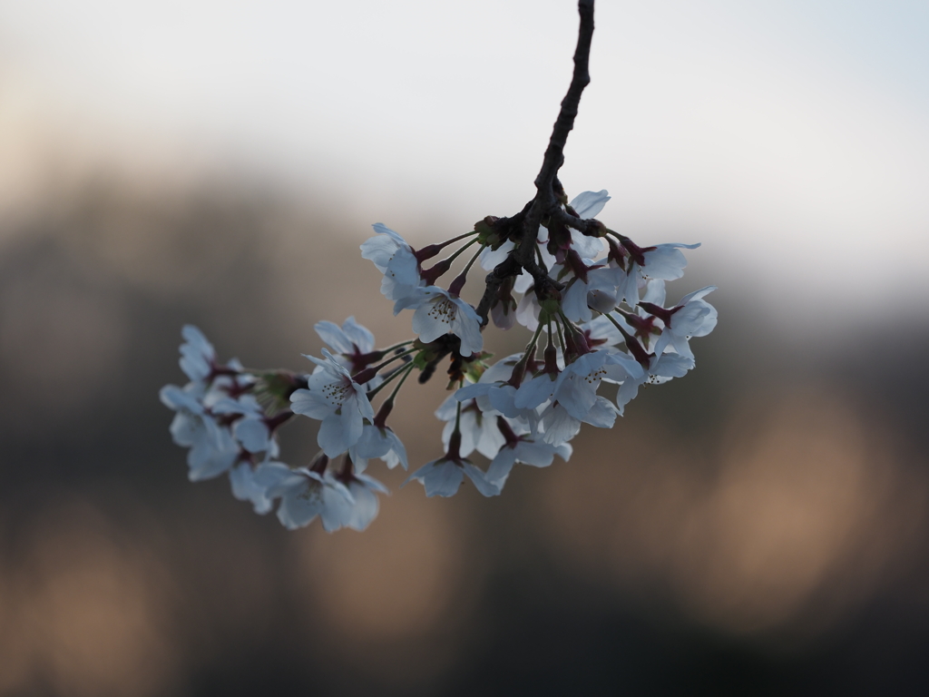夜明けの桜