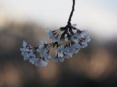 夜明けの桜