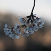 夜明けの桜
