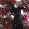 紅葉2022