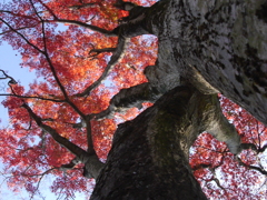 太平山の紅葉　2021_11_26