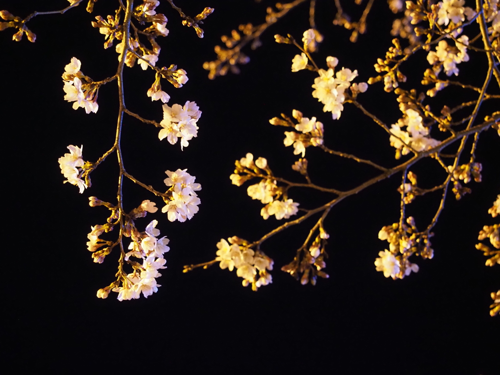 夜の桜