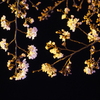 夜の桜