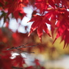 紅葉2022