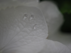 水滴三兄弟