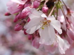 思川桜