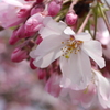 思川桜