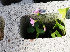 命は強く