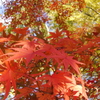 太平山の紅葉　2021_11_26