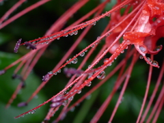 雫３