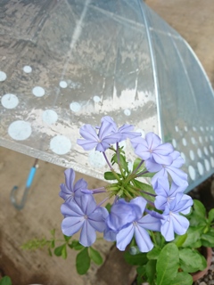 雨上がり