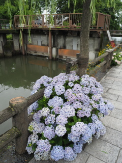 水門と紫陽花