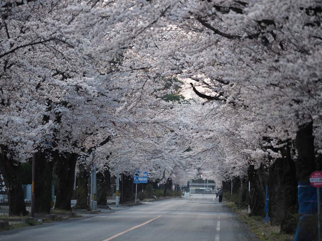 桜のトンネル・朝