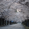 桜のトンネル・朝