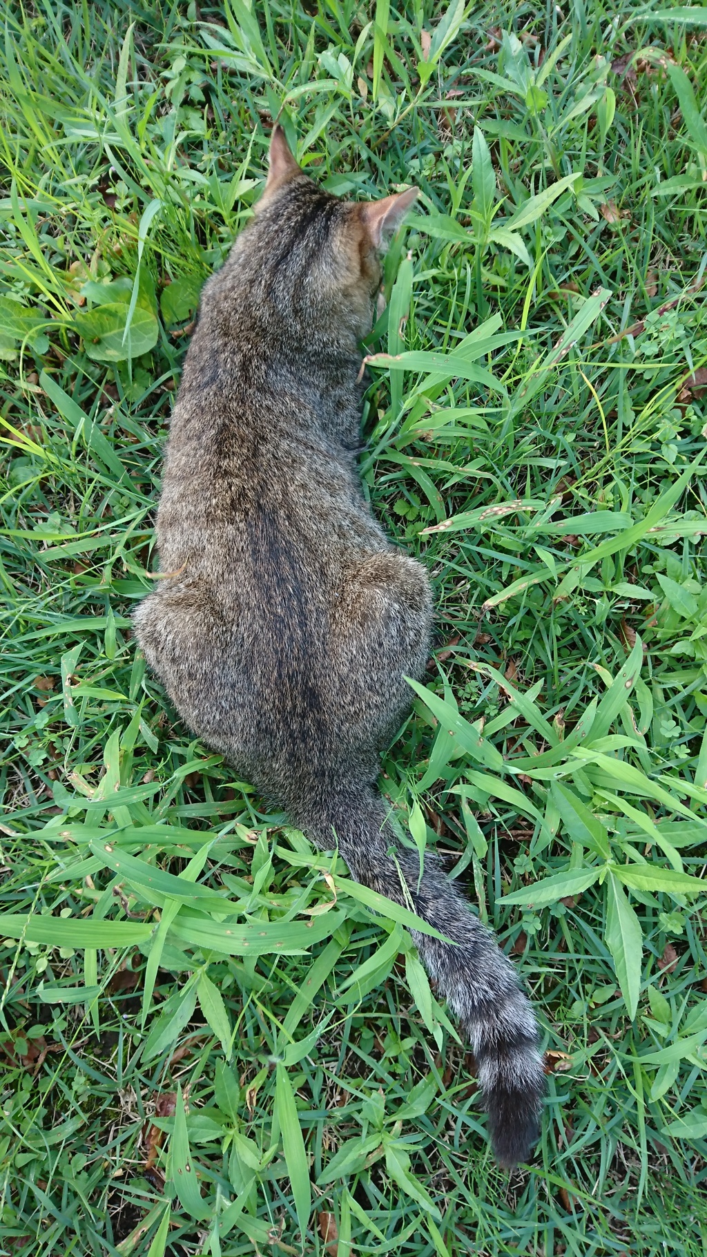 バッタと追いかけっこ