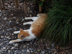 だらーん猫