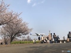 005 桜と飛行機