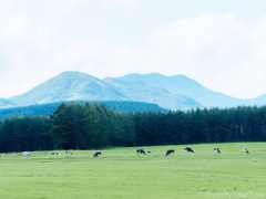 根釧台地