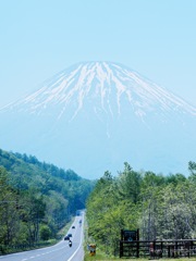 春の羊蹄