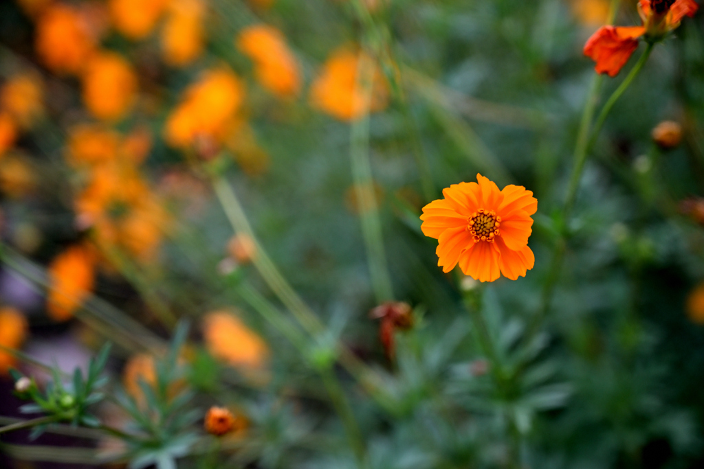 草刈り後の児童公園①