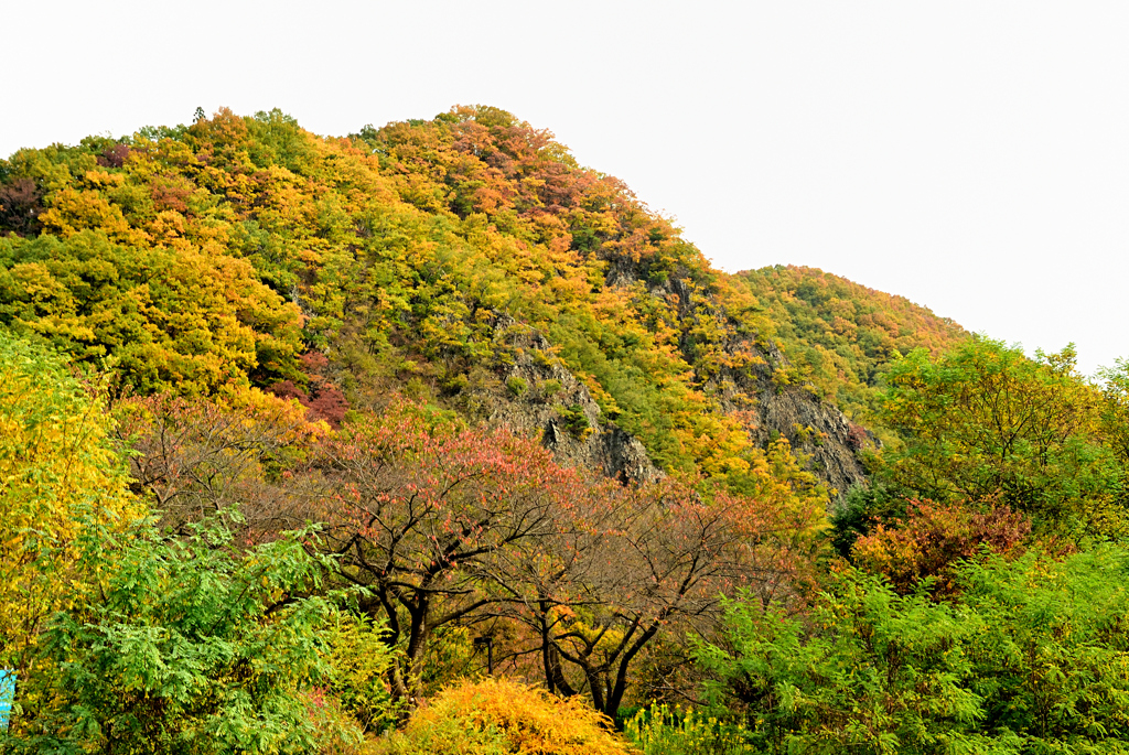 紅葉三昧①