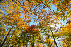 2024紅葉三昧⑦空気神社