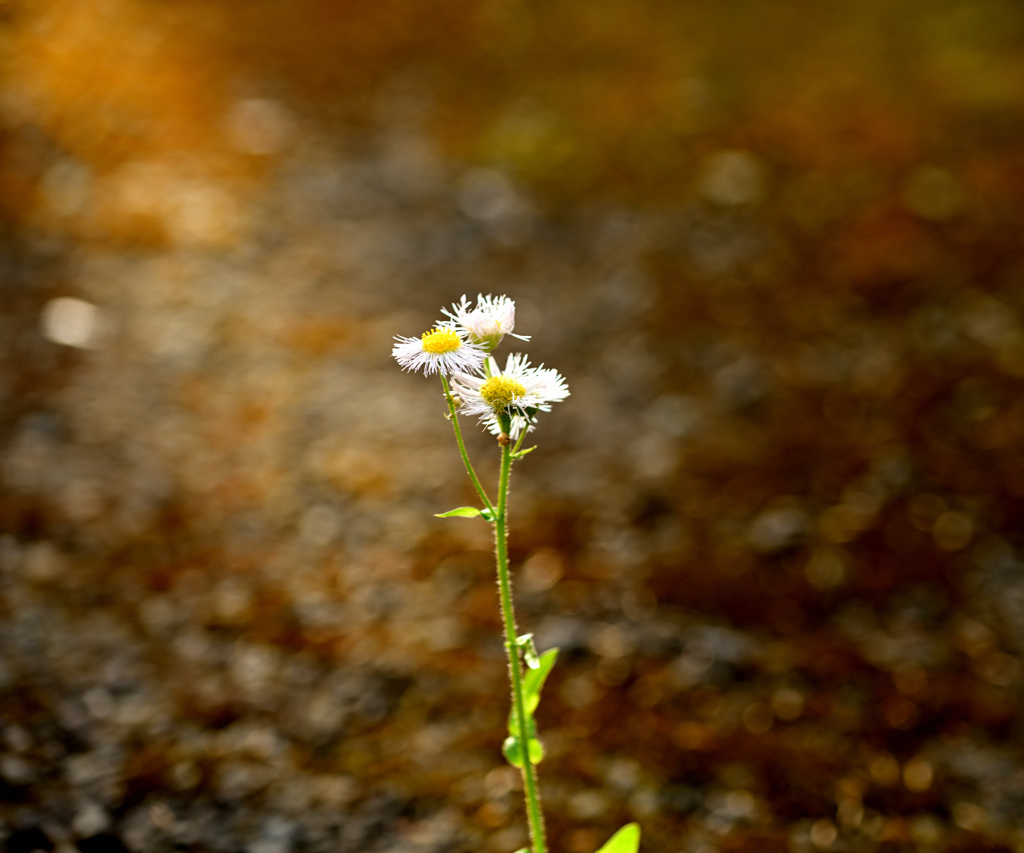 路地の花