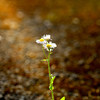 路地の花