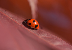 赤地に７つの黒紋をもつ、最もなじみ深いテントウムシ