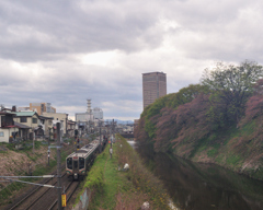 咲き誇る花は散るからこそ美しい